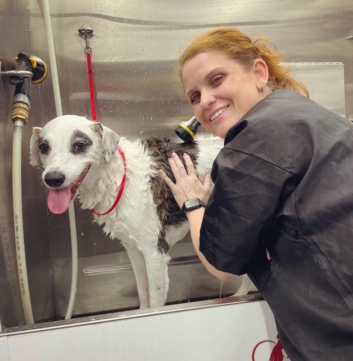 Ashleigh trimming or scissoring a dog during a groom