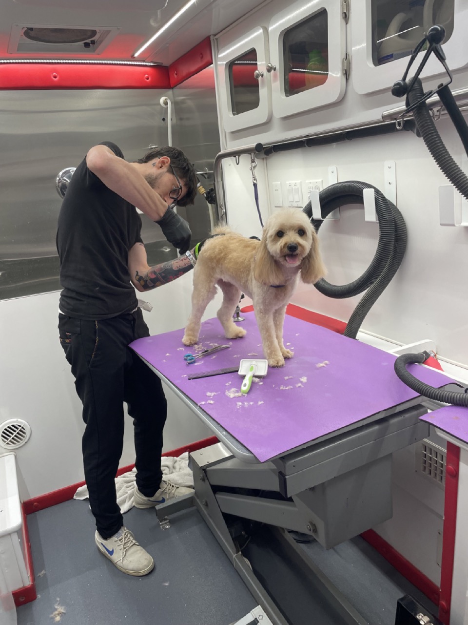 Ben grooming a large dog on the table