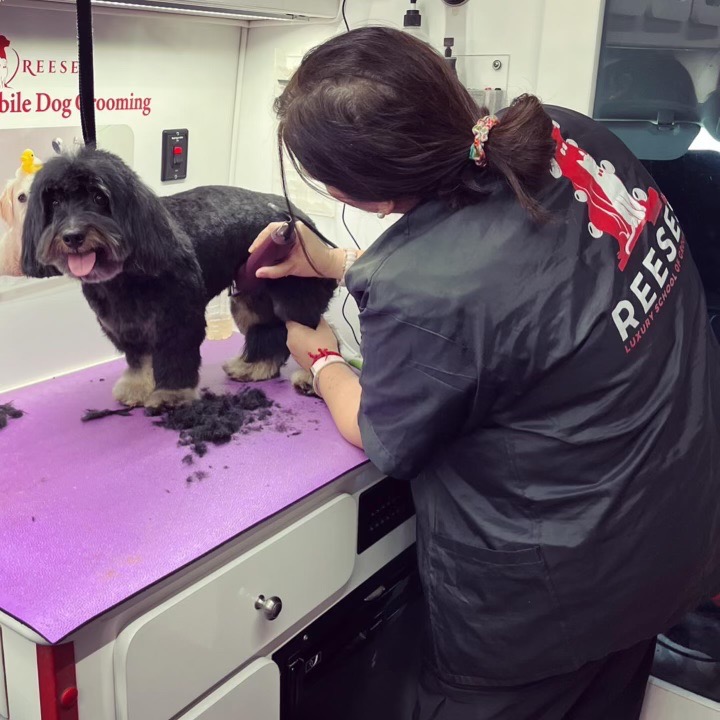 Divya grooming a black dog on the purple grooming table