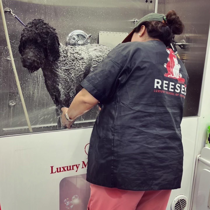 Divya working on a curly-coated dog inside the mobile unit