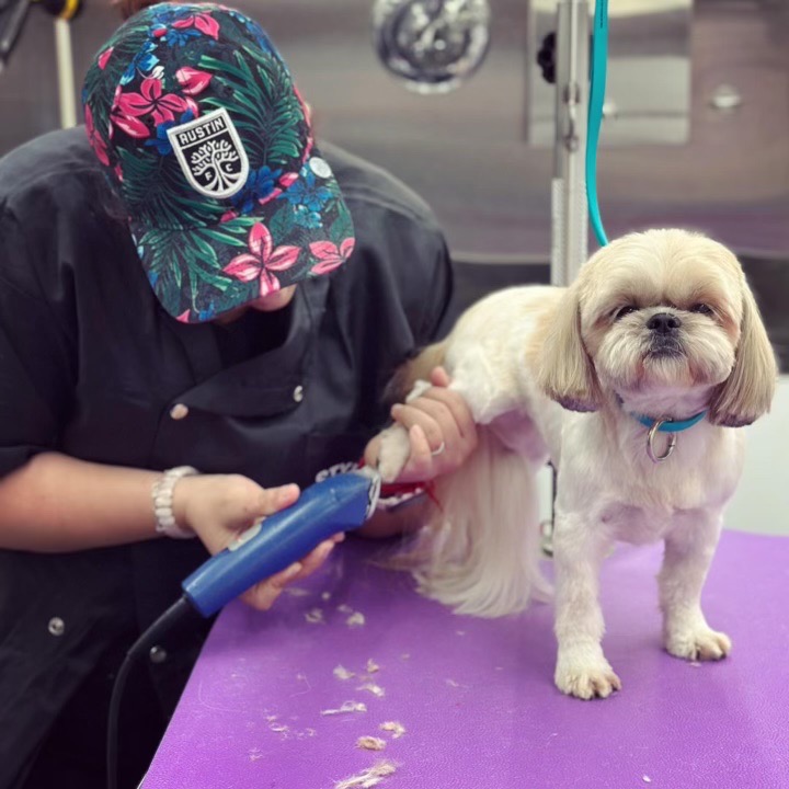 Divya clipping a small dog on the purple table