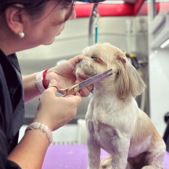 Divya carefully grooming a light-colored dog