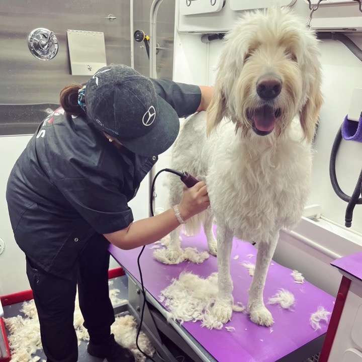 Divya grooming two dogs side by side on the purple table