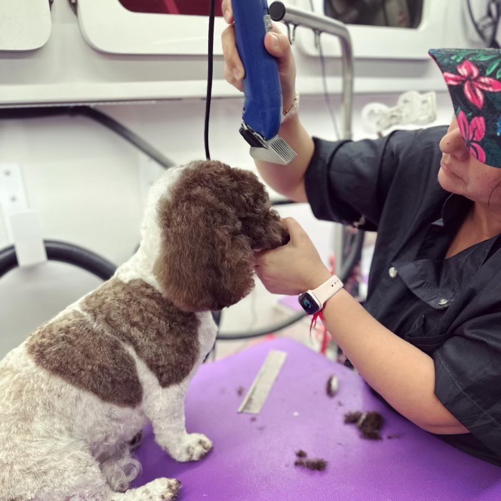 Divya focusing on fine detail work while grooming